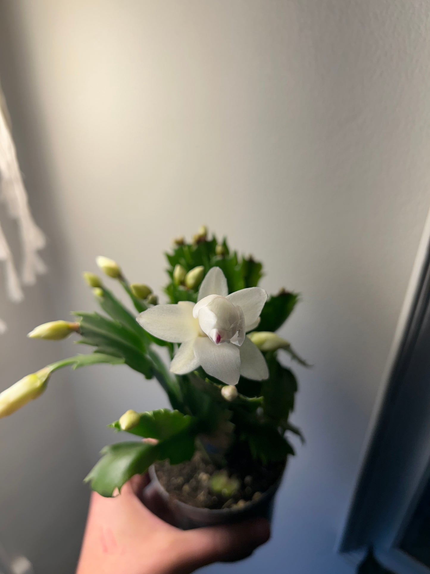 Christmas Cactus - White