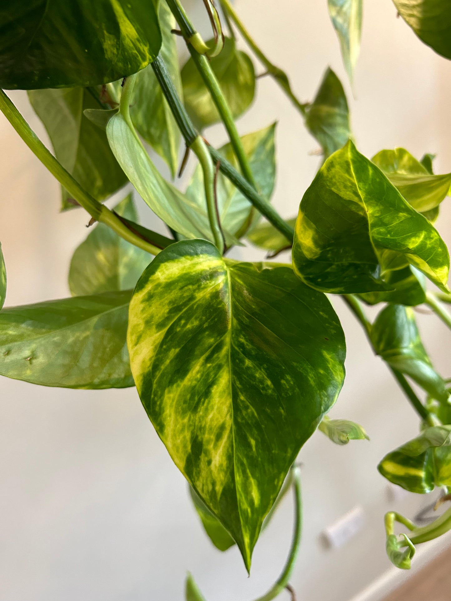 Golden Pothos Hanging