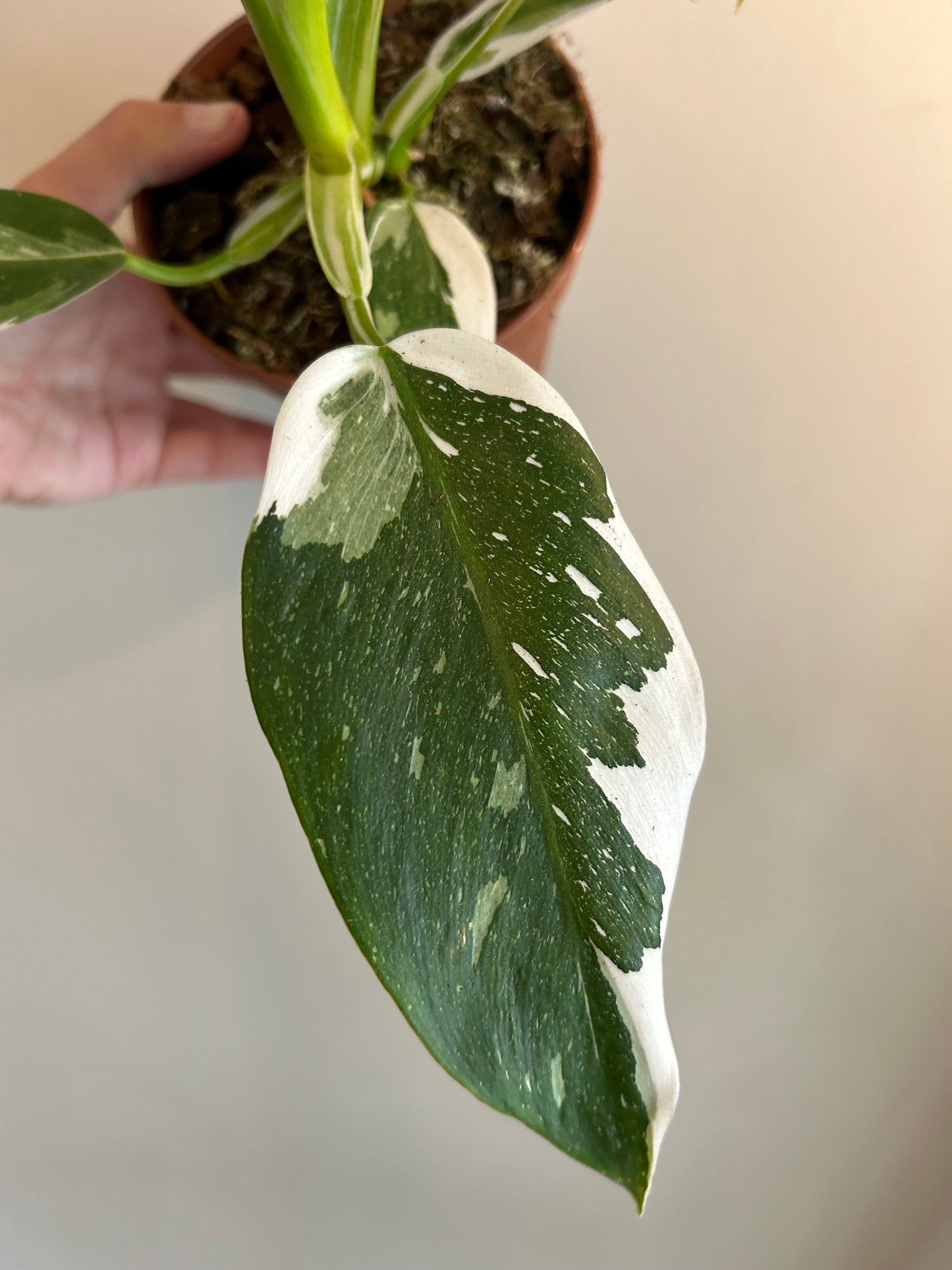 Philodendron White Princess