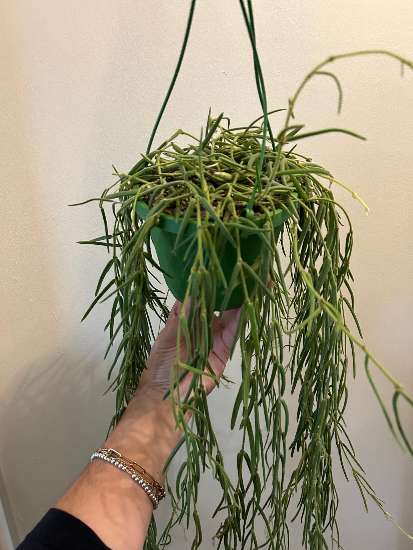 Hoya Linearis - Love Plant