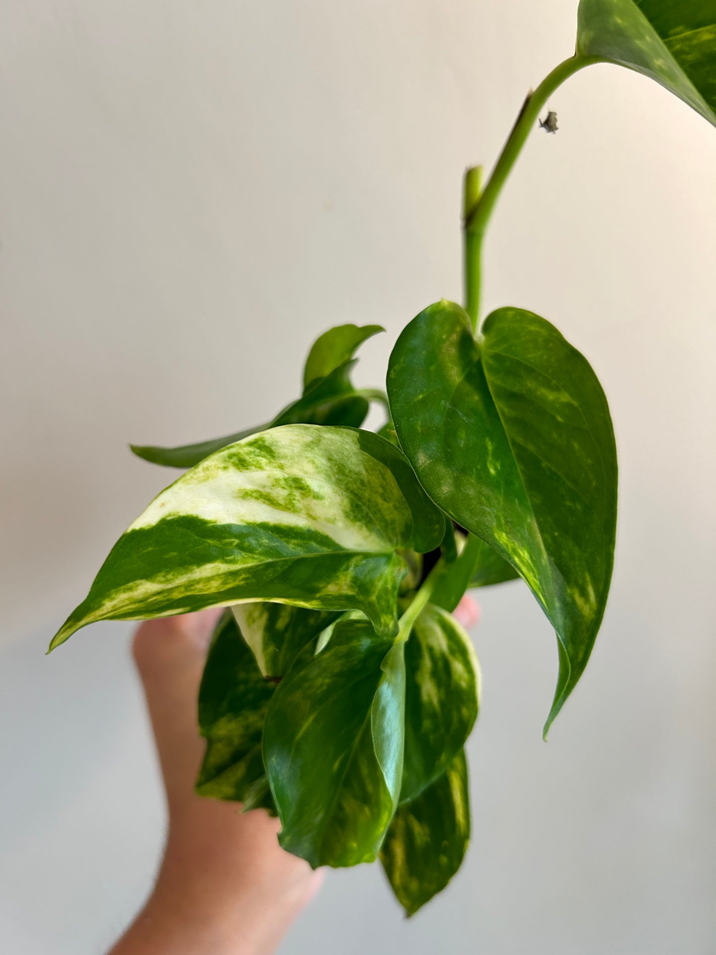 Golden Pothos