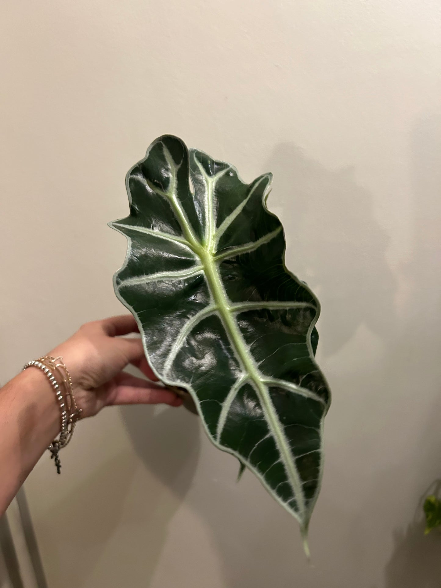 Alocasia Polly