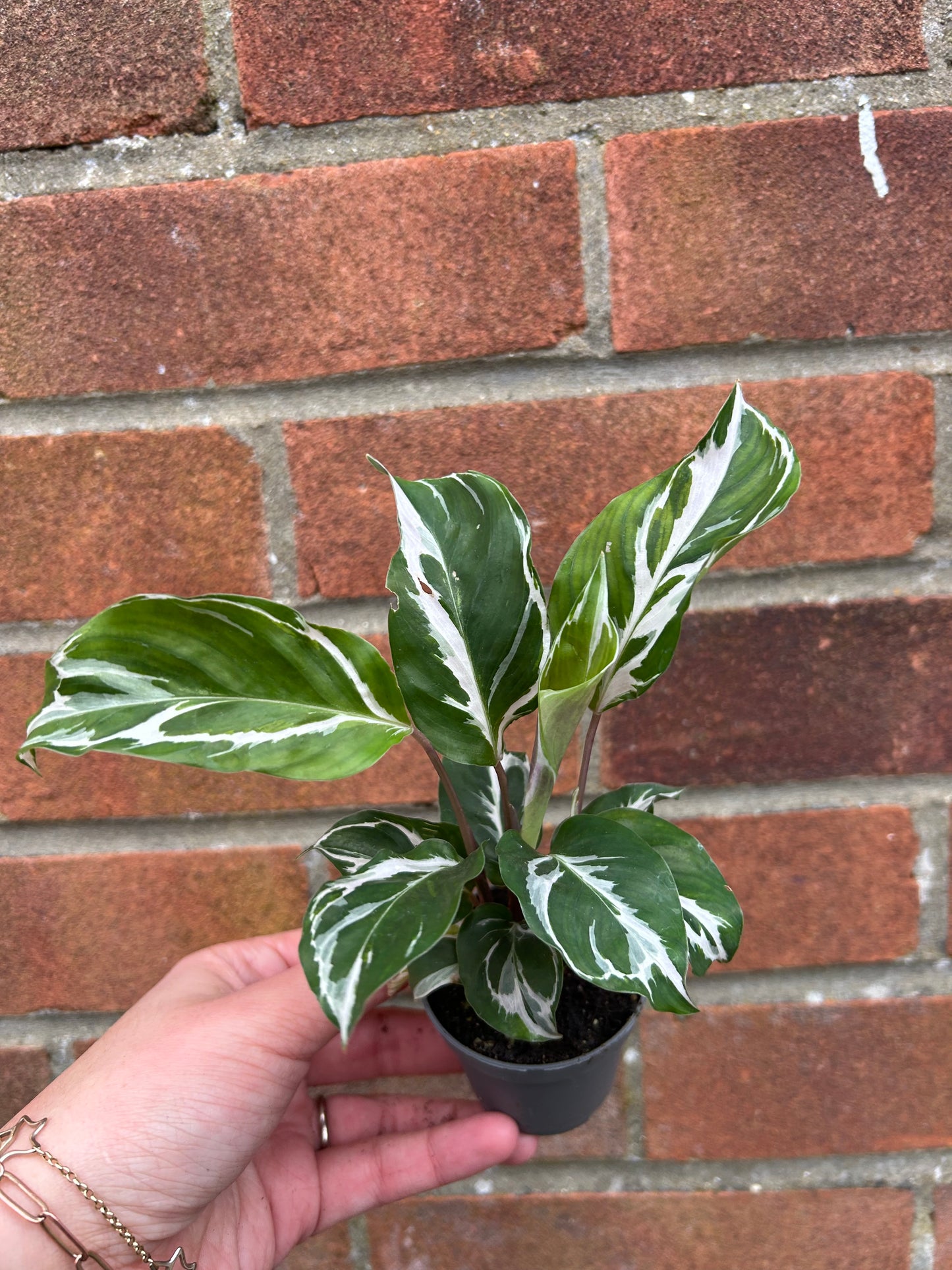 Calathea White Fusion - 6cm