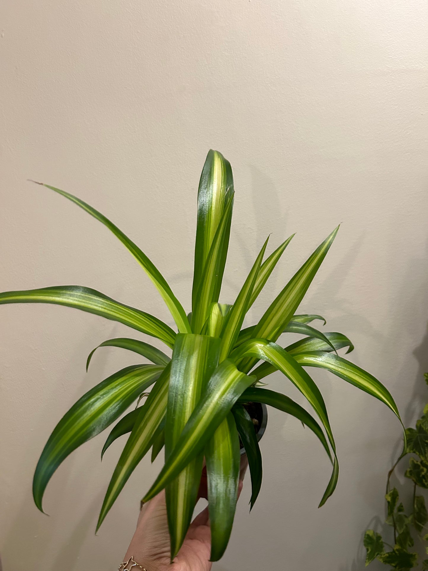 Spider Plant