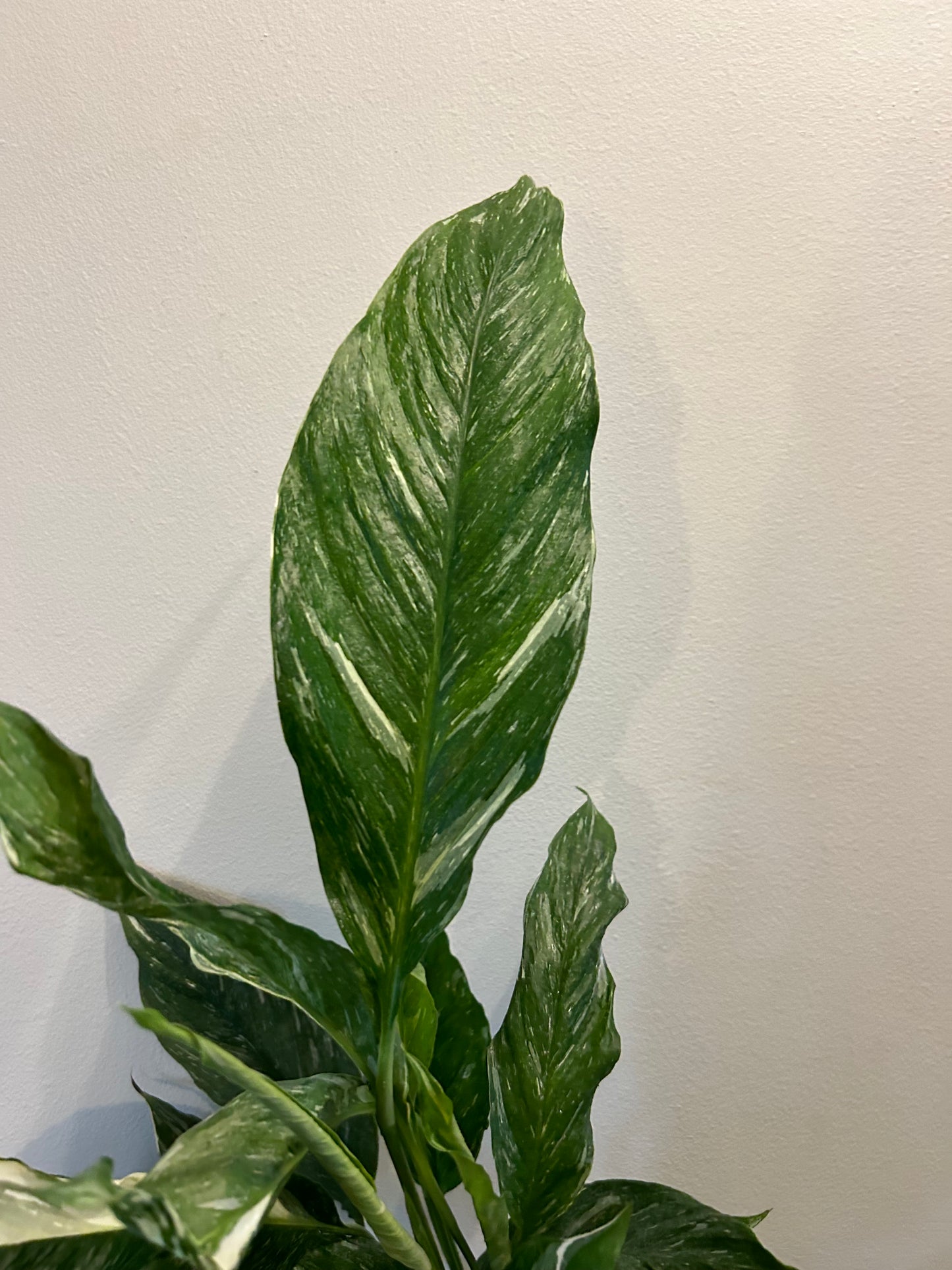 Variegated Peace Lily