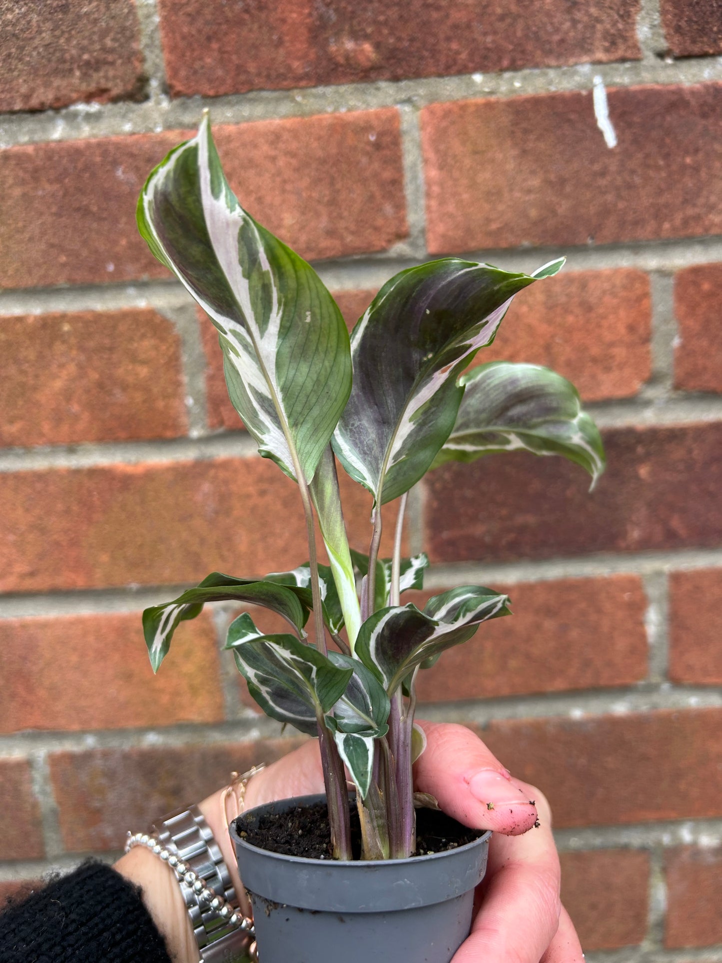 Calathea White Fusion - 6cm