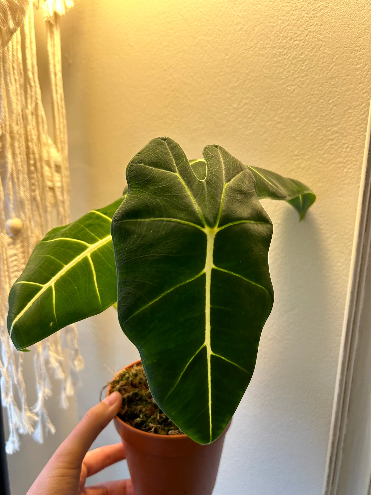 Alocasia Frydek