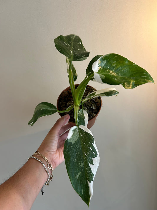 Philodendron White Princess