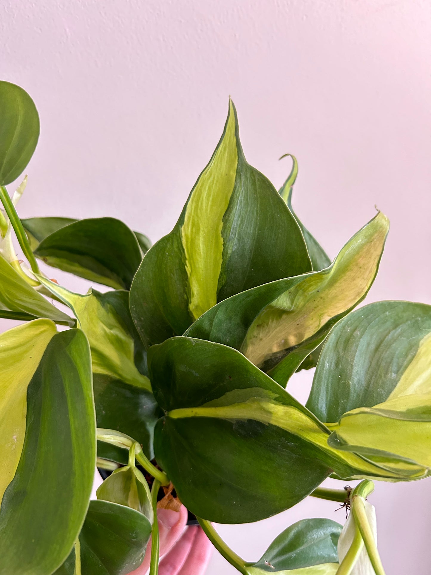 Philodendron Brasil