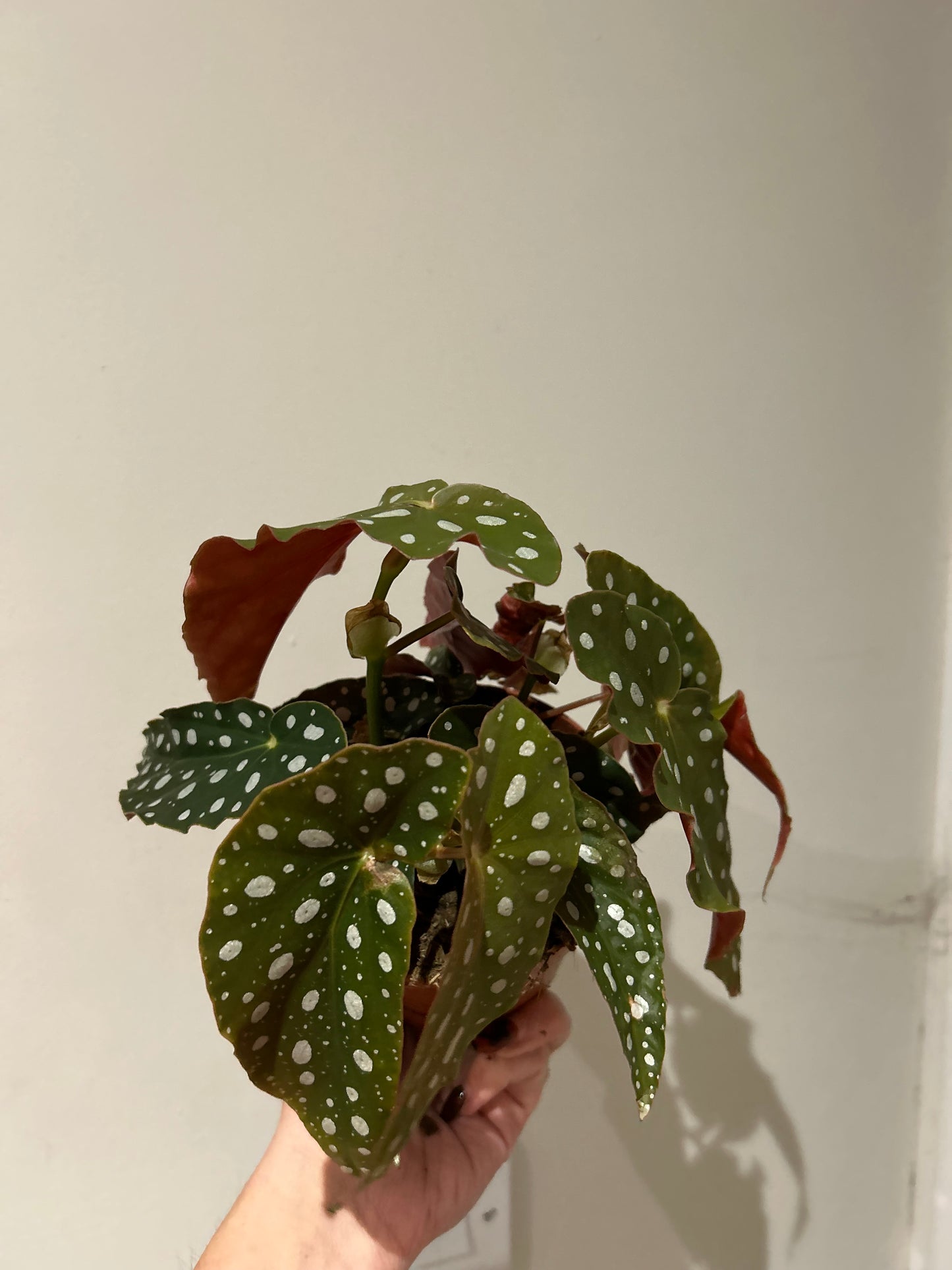 Begonia Maculata Polka Dot