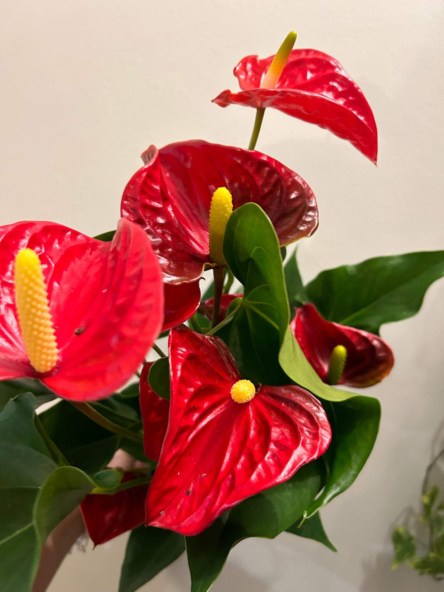 Flamingo Flower Anthurium