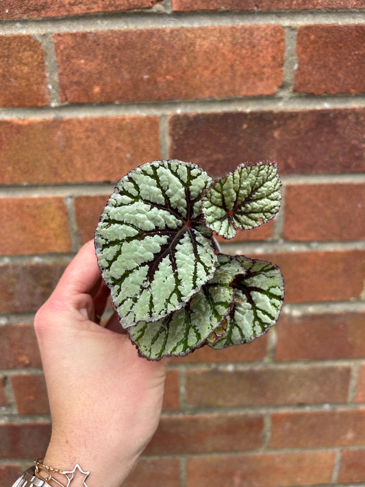 Begonia - 6cm