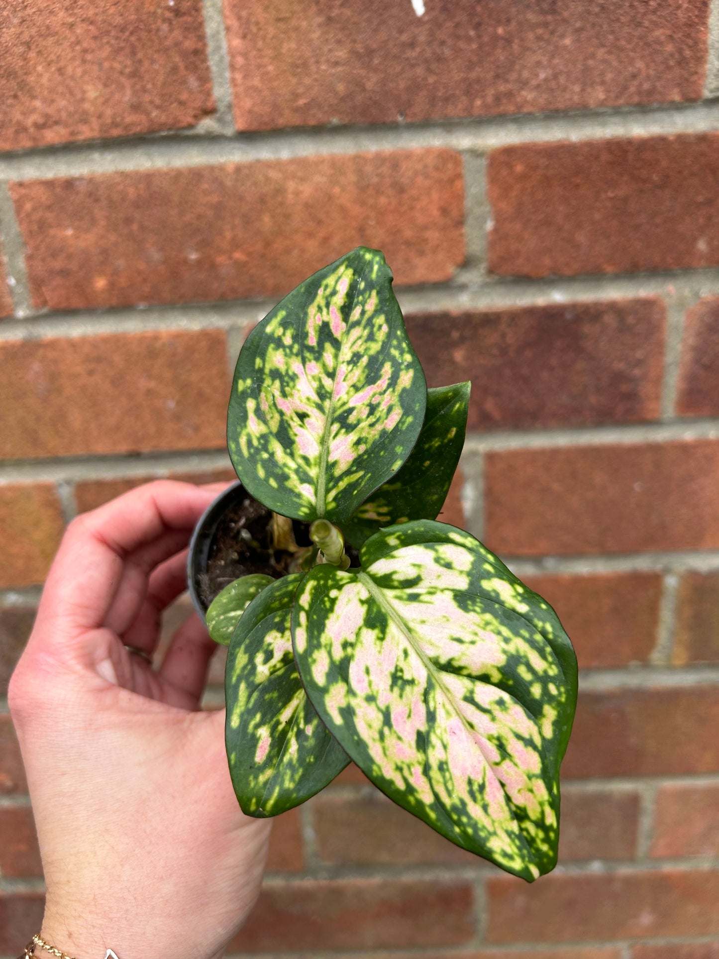 Aglaonema Pink