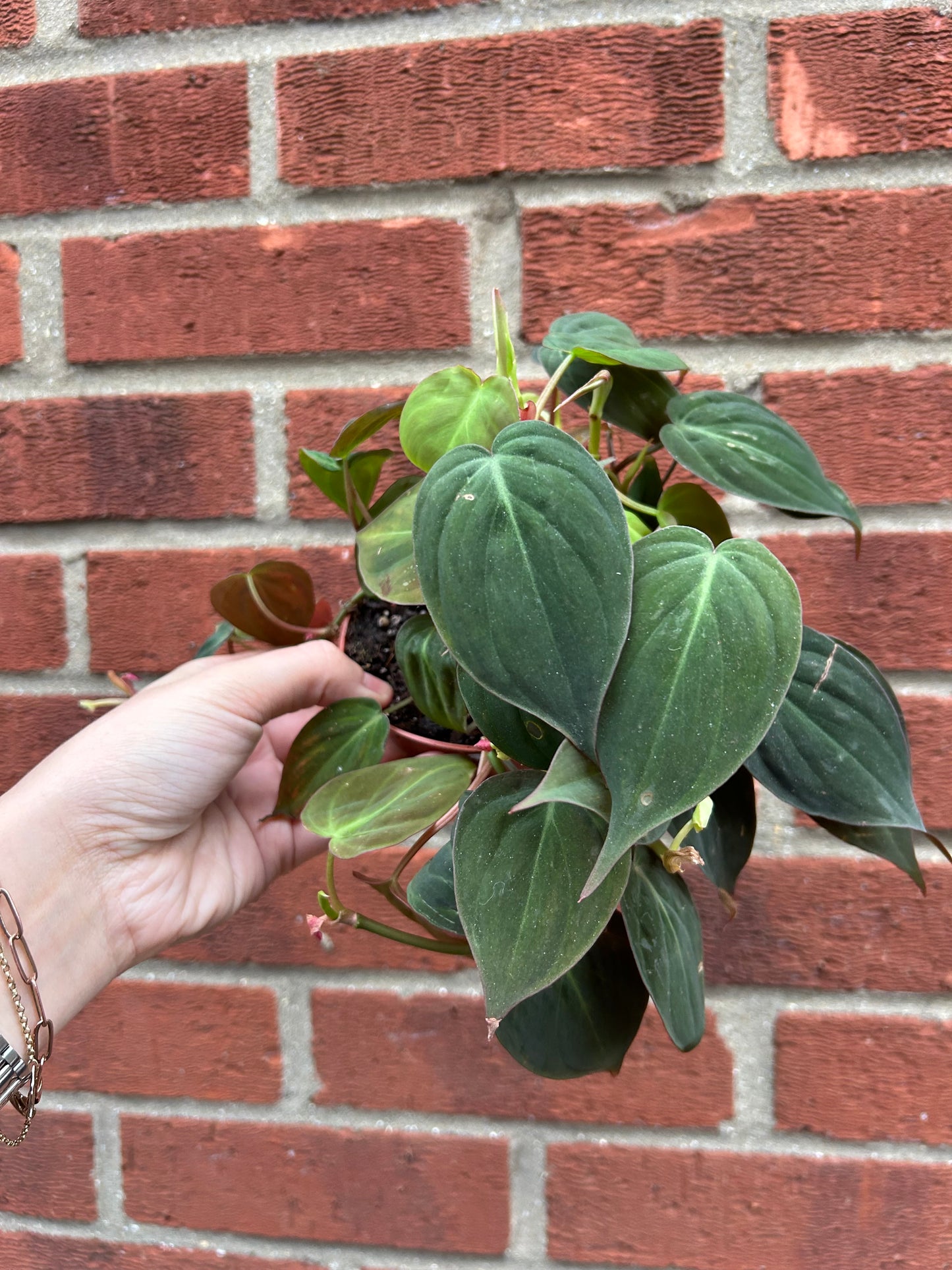 Philodendron Mican