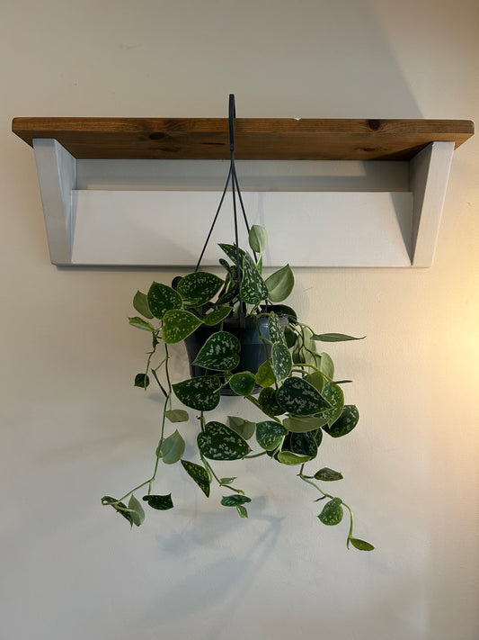 Satin Pothos