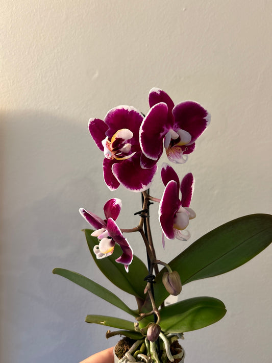 Orchid