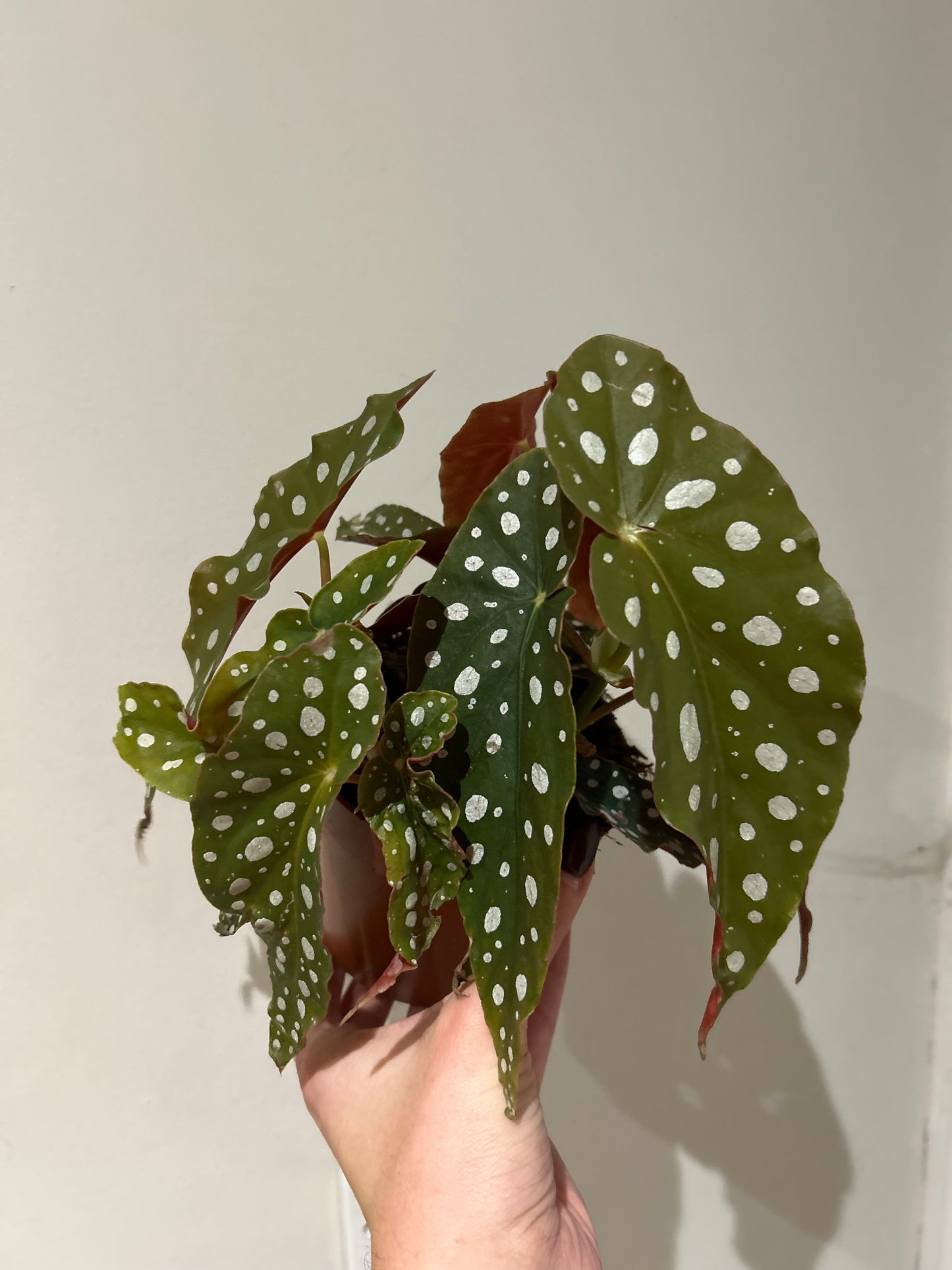 Begonia Maculata Polka Dot