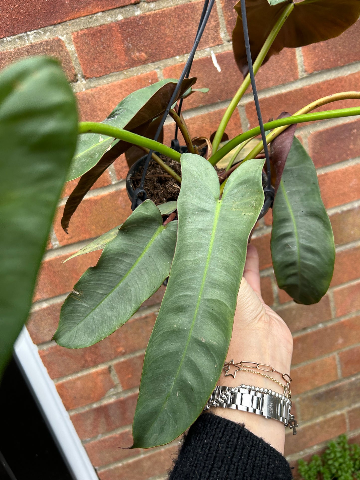 Philodendron atabapoense - hanging