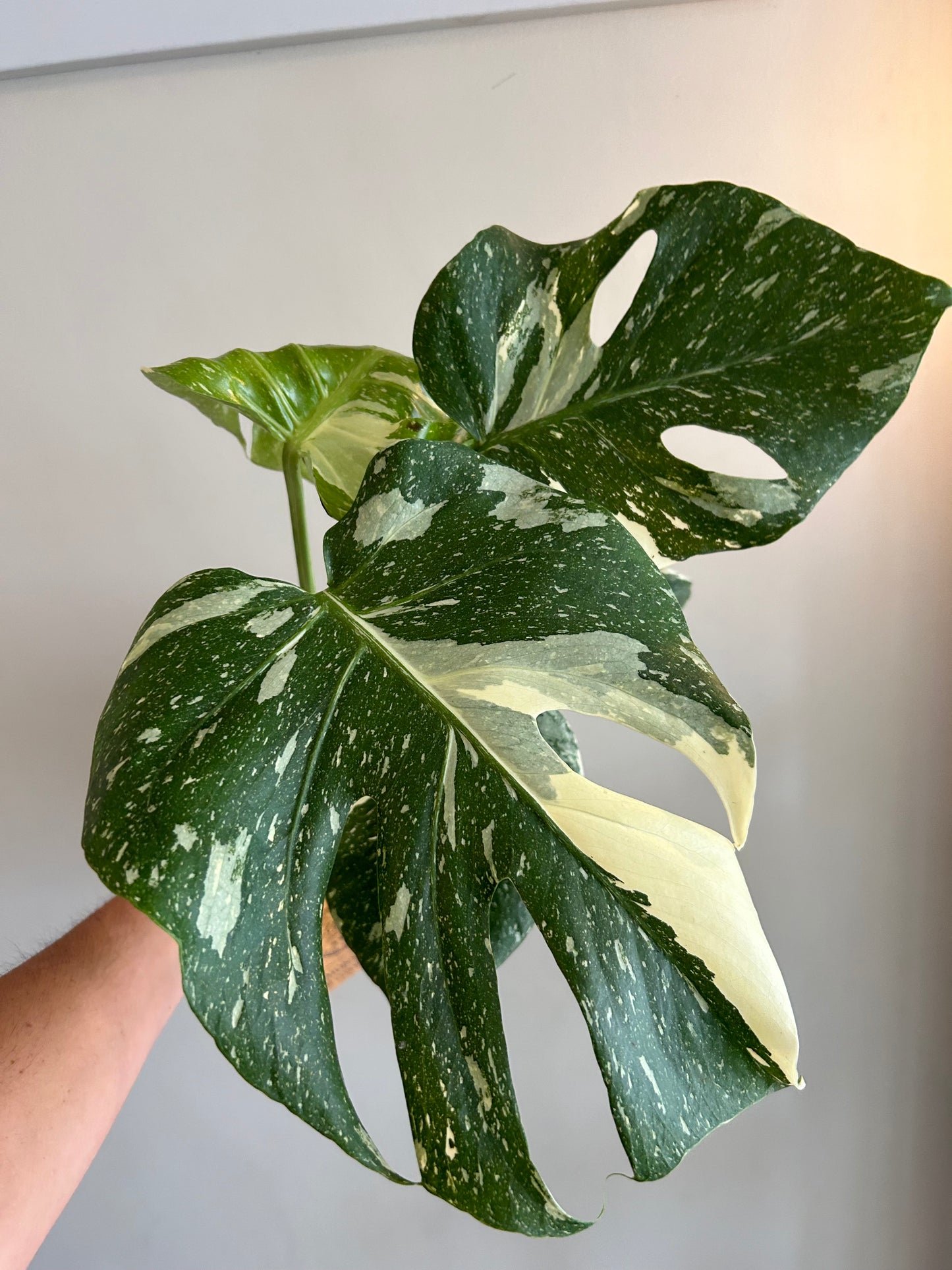 Monstera Thai Constellation