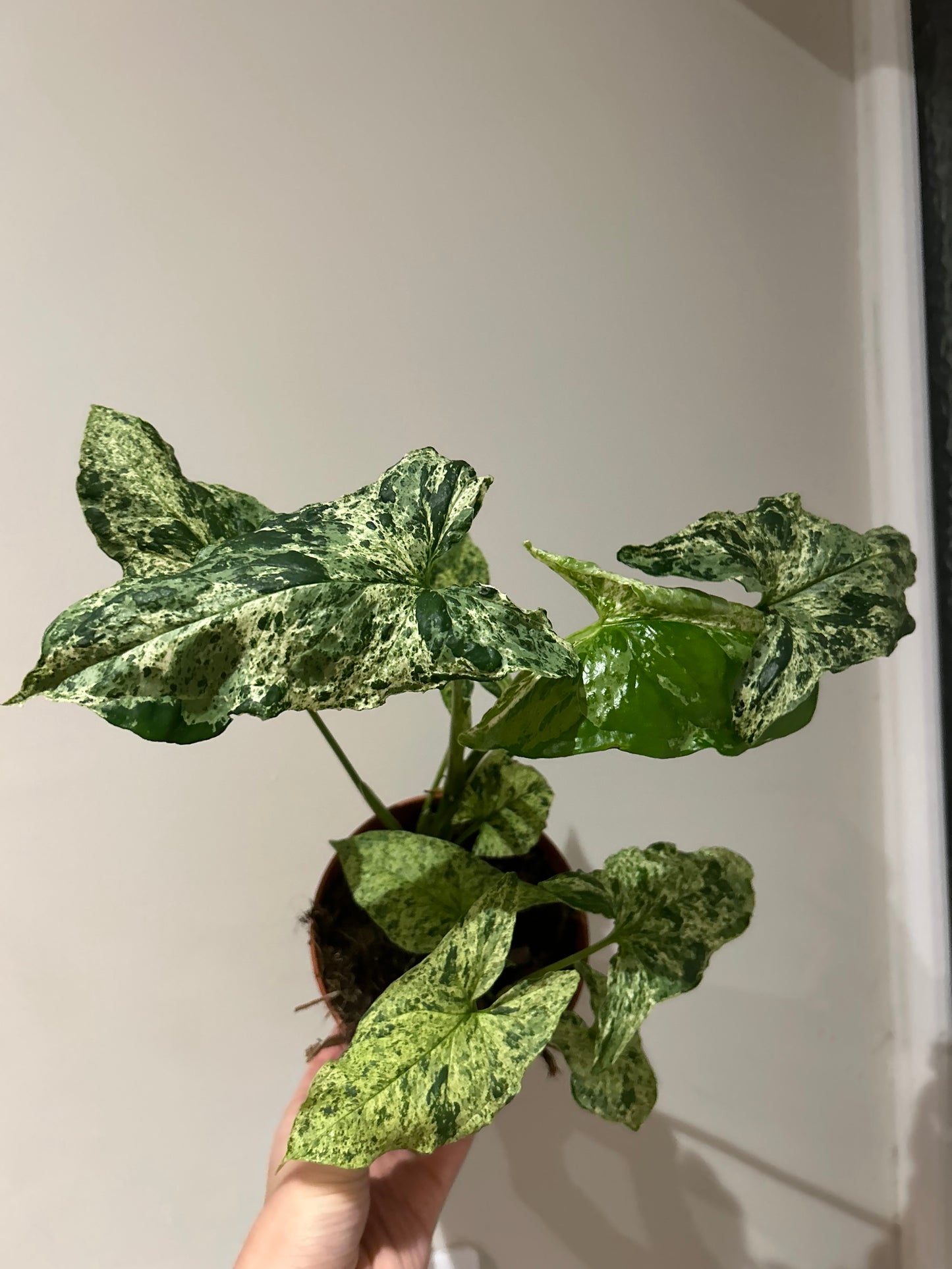 Syngonium Mottled - 12CM