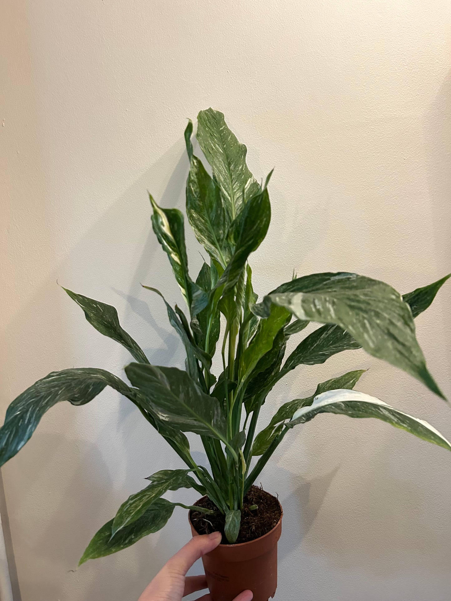 Variegated Peace Lily