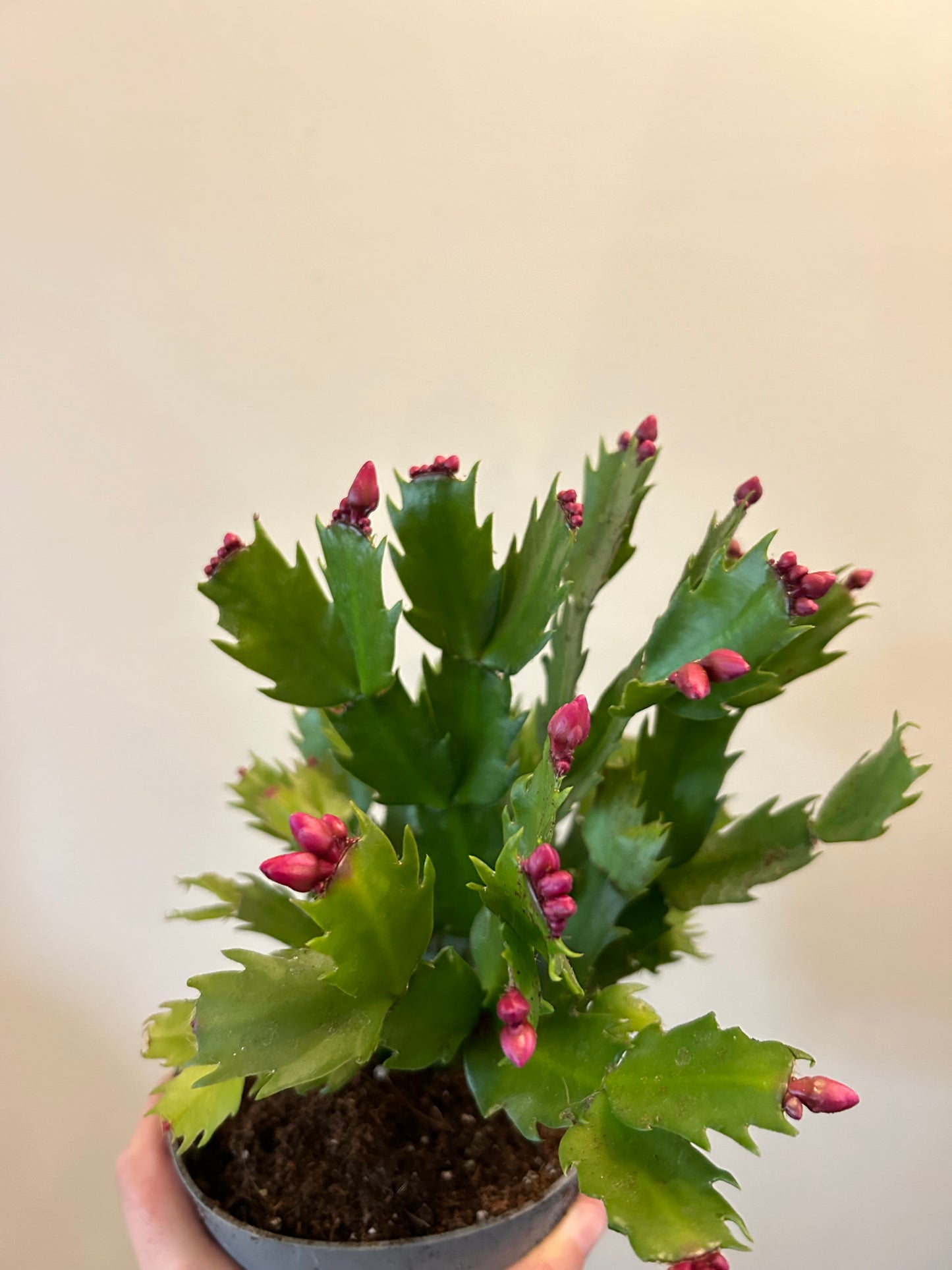 Christmas Cactus