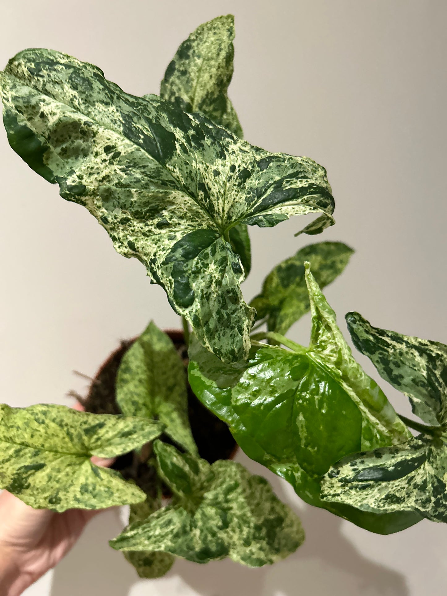 Syngonium Mottled - 12CM