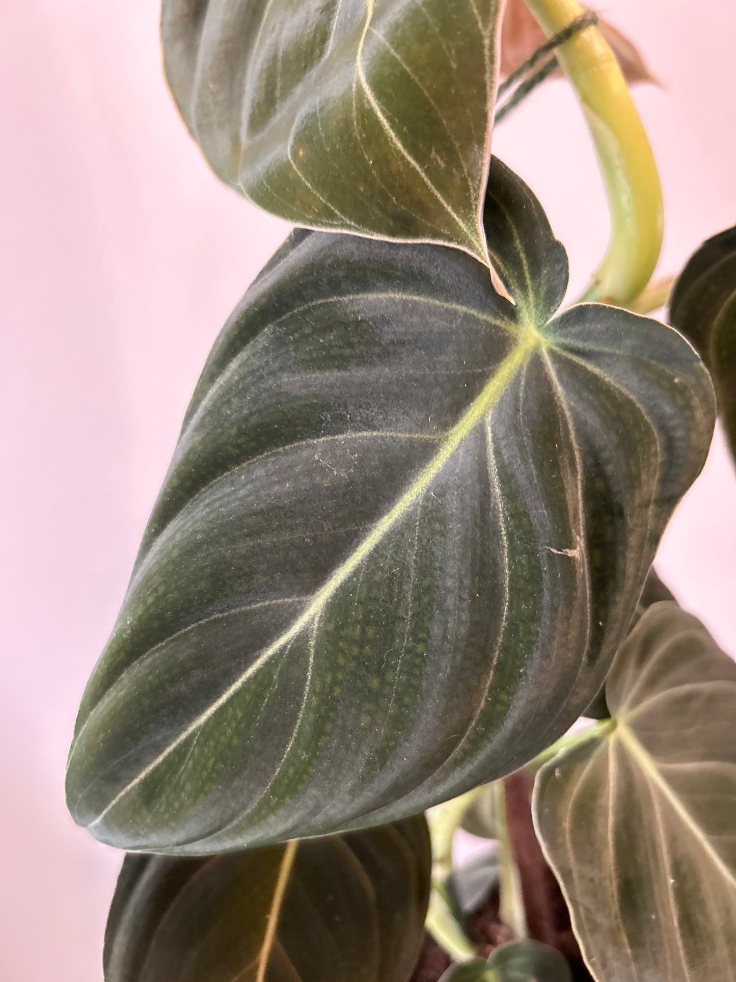 Philodendron Melanochrysum on pole