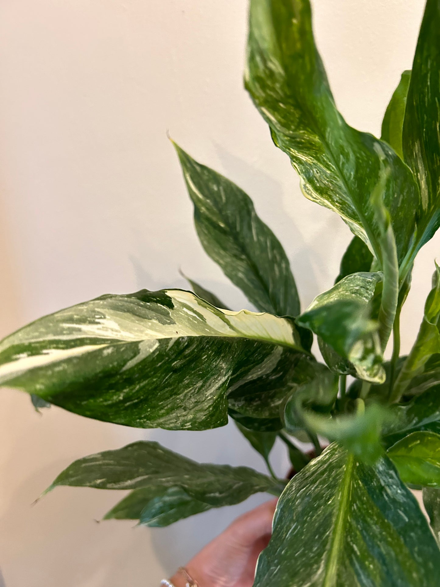 Variegated Peace Lily