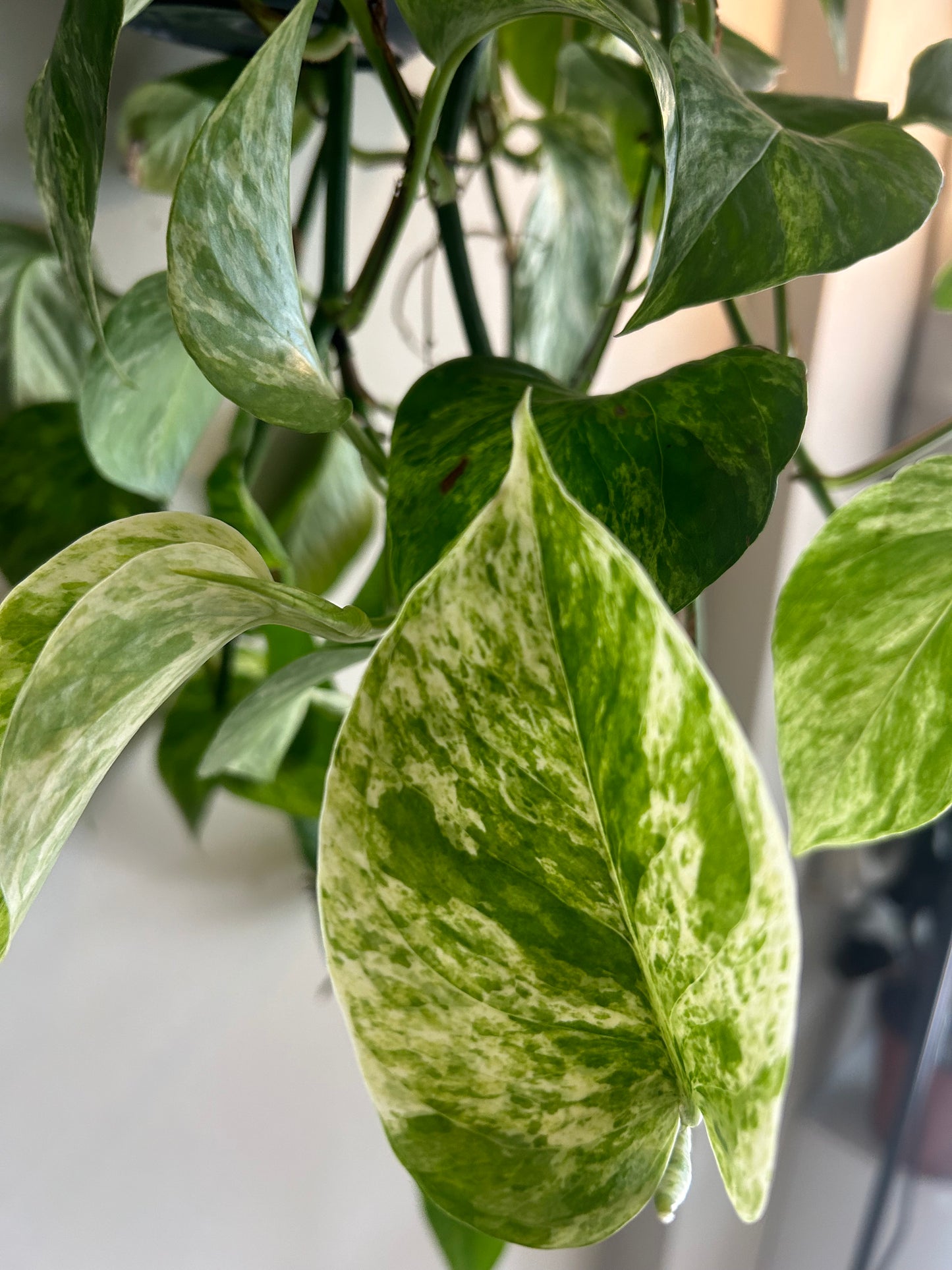 Marble Queen Pothos