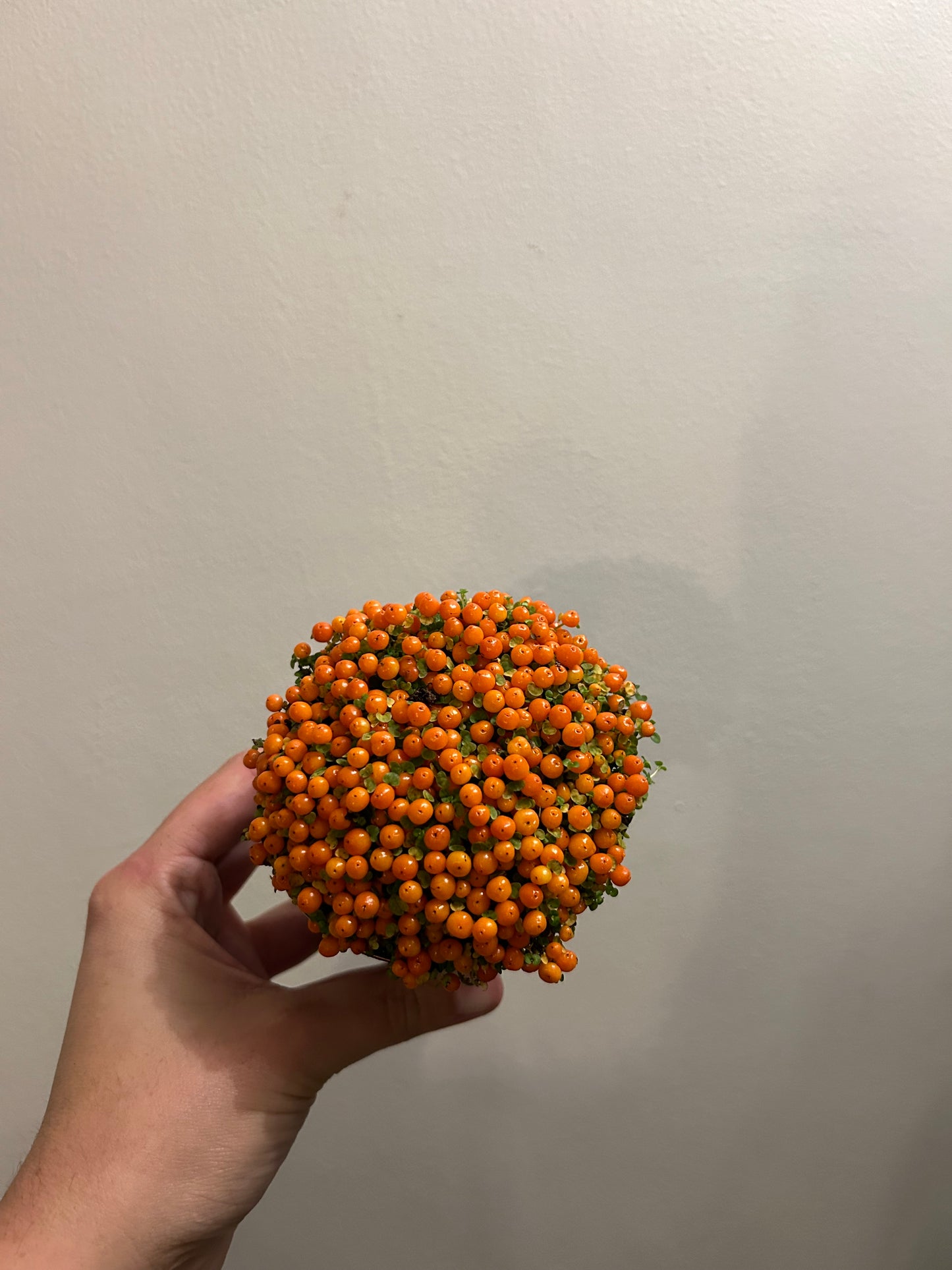 Nertera- Coral Bead Plant Orange