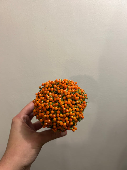 Nertera- Coral Bead Plant Orange