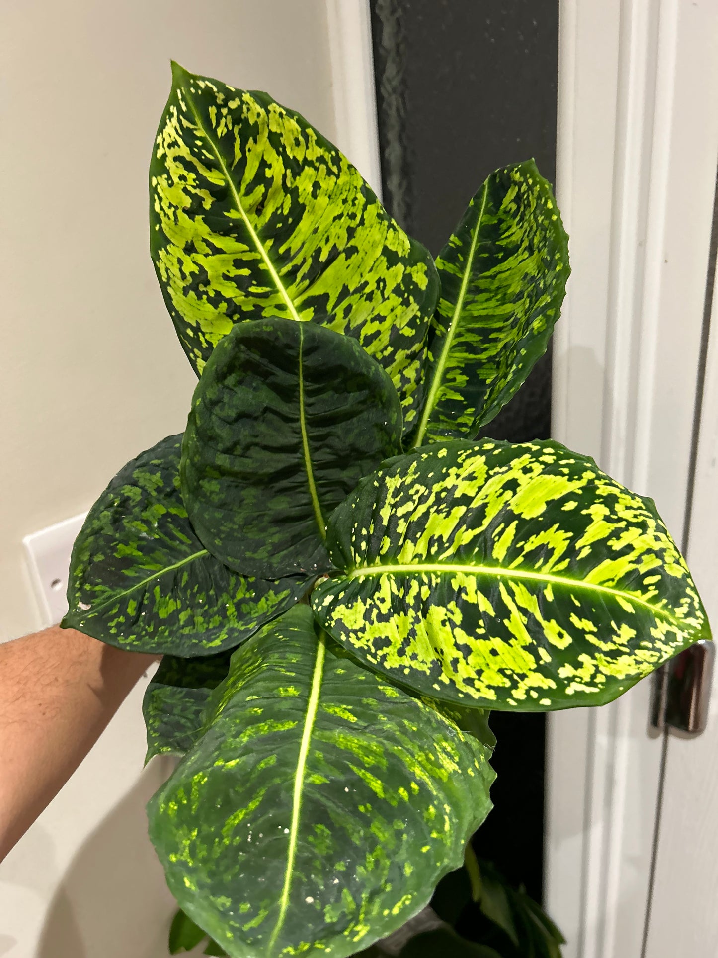 Dieffenbachia Reflector