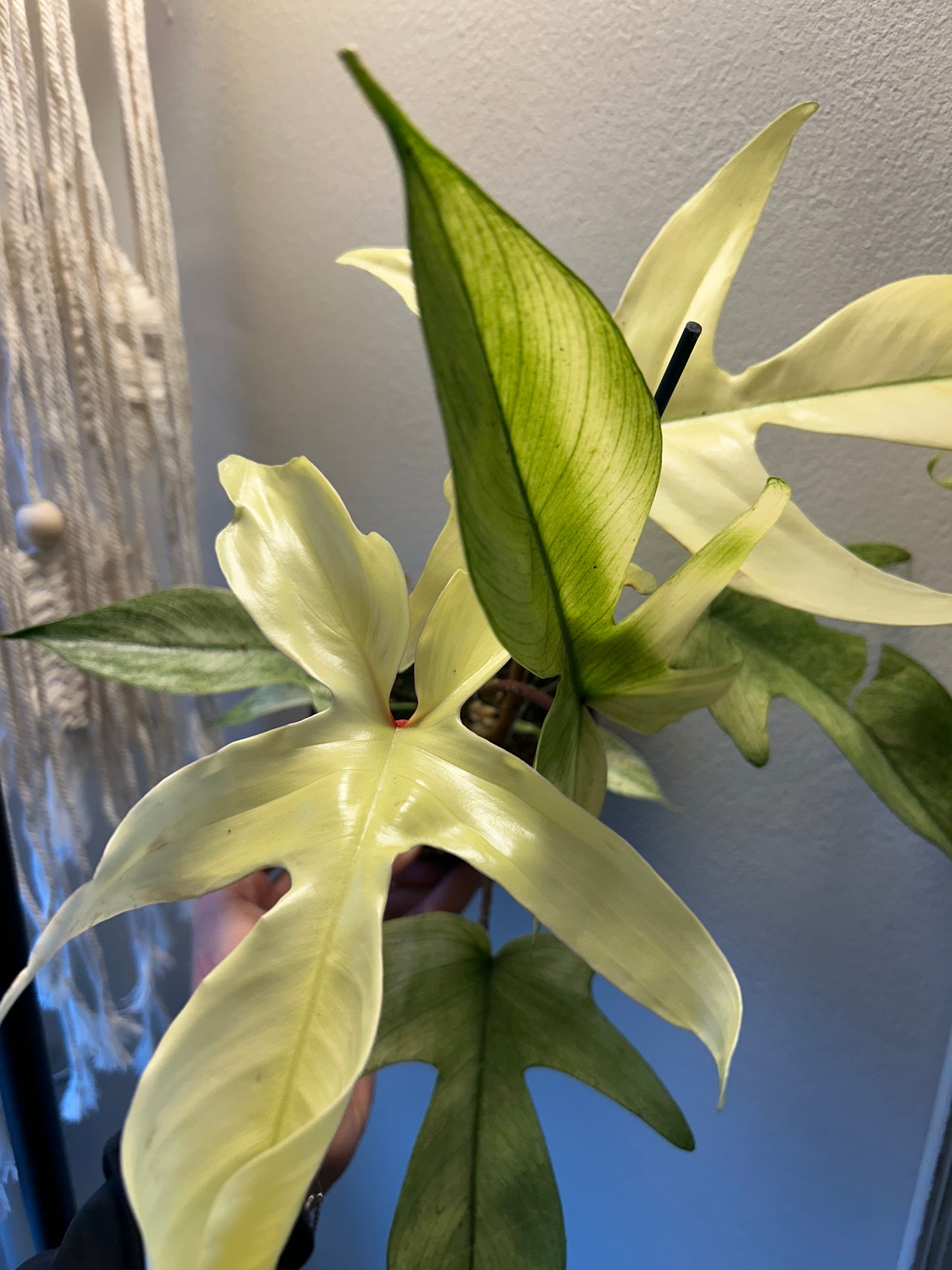 Philodendron Florida Ghost