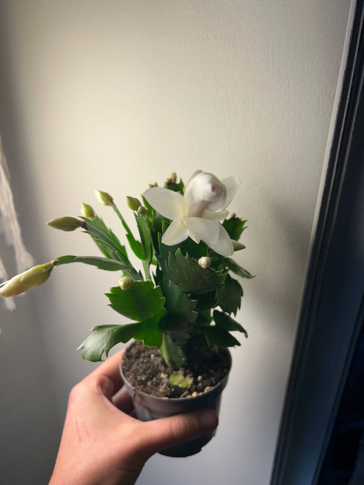 Christmas Cactus - White