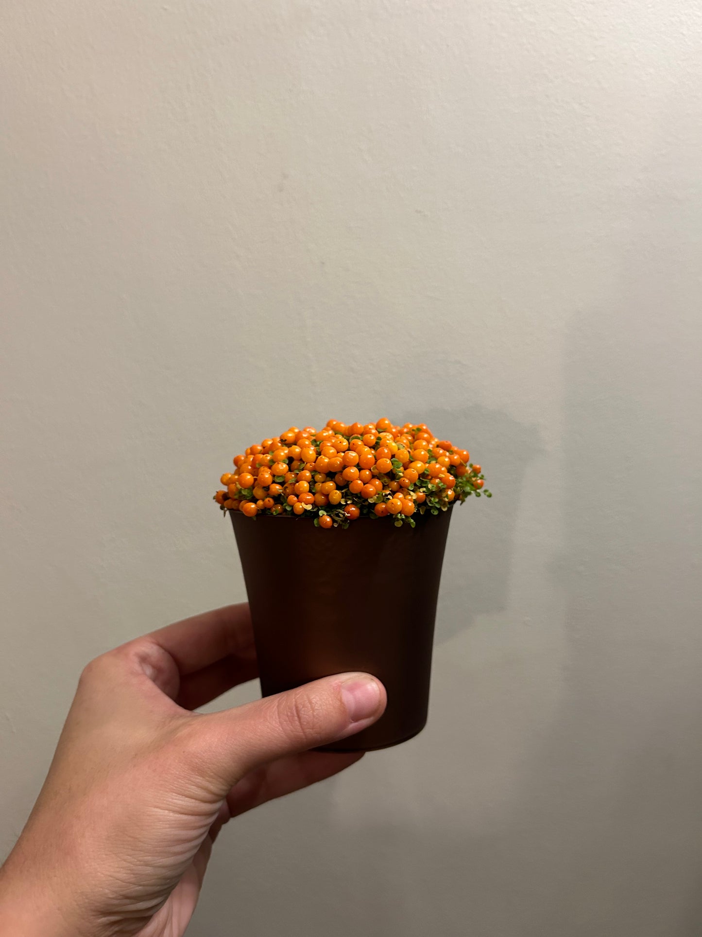 Nertera- Coral Bead Plant Orange