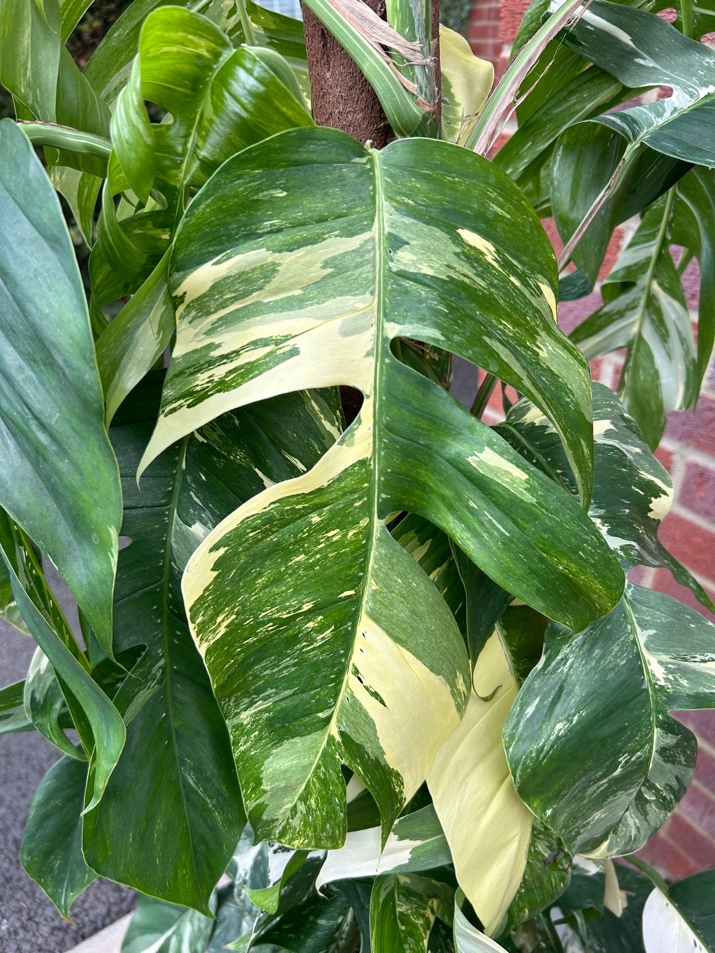 Variegated Epipremnum Pinnatum