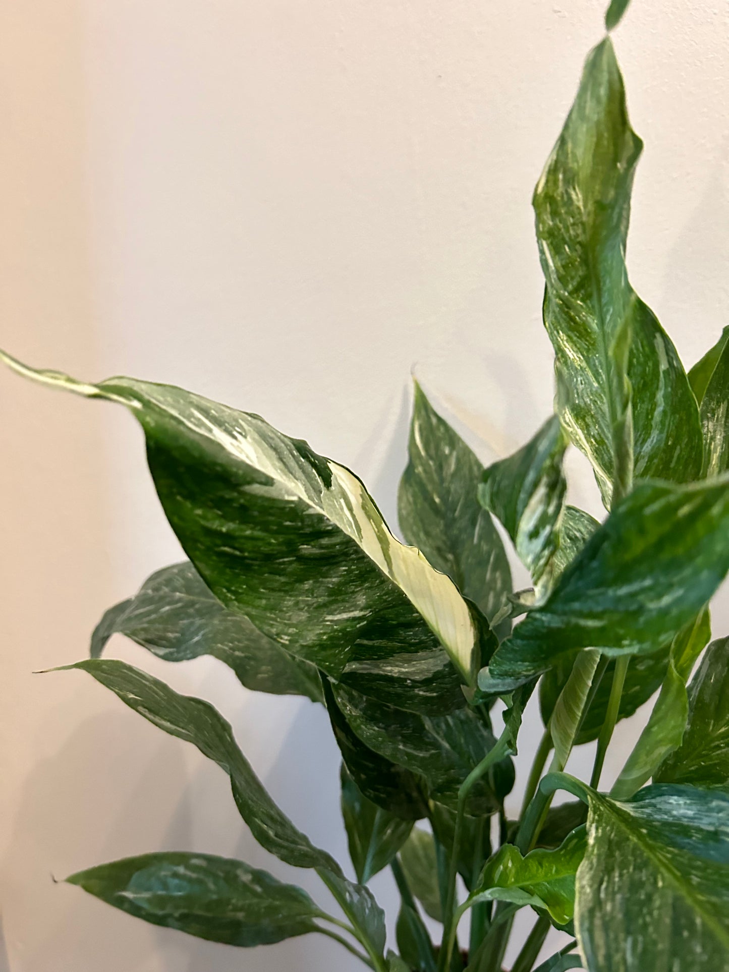 Variegated Peace Lily