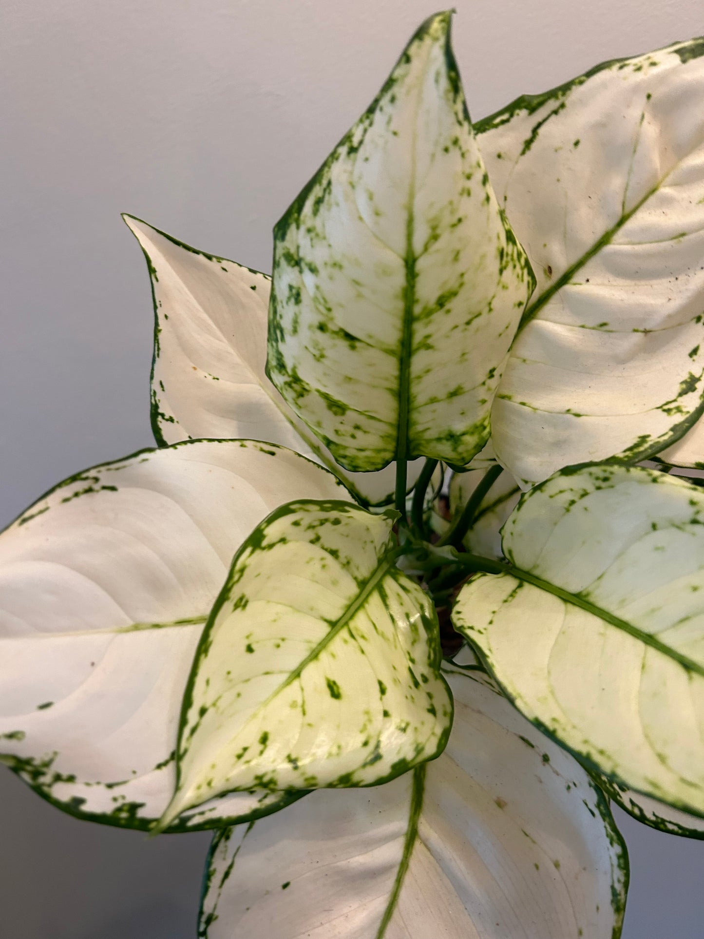 Aglaonema - White Joy