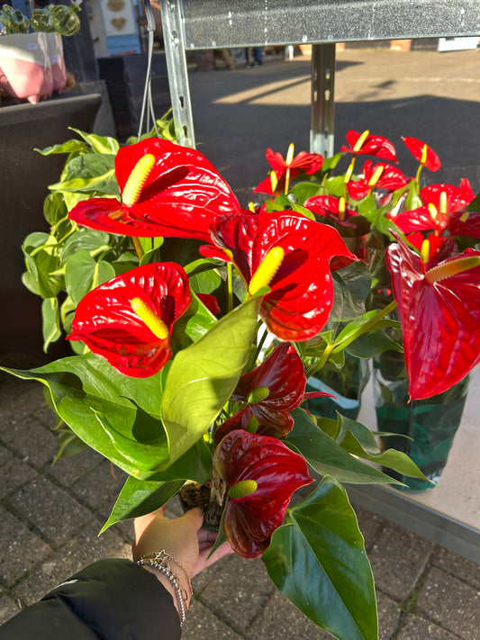 Flamingo Flower Anthurium