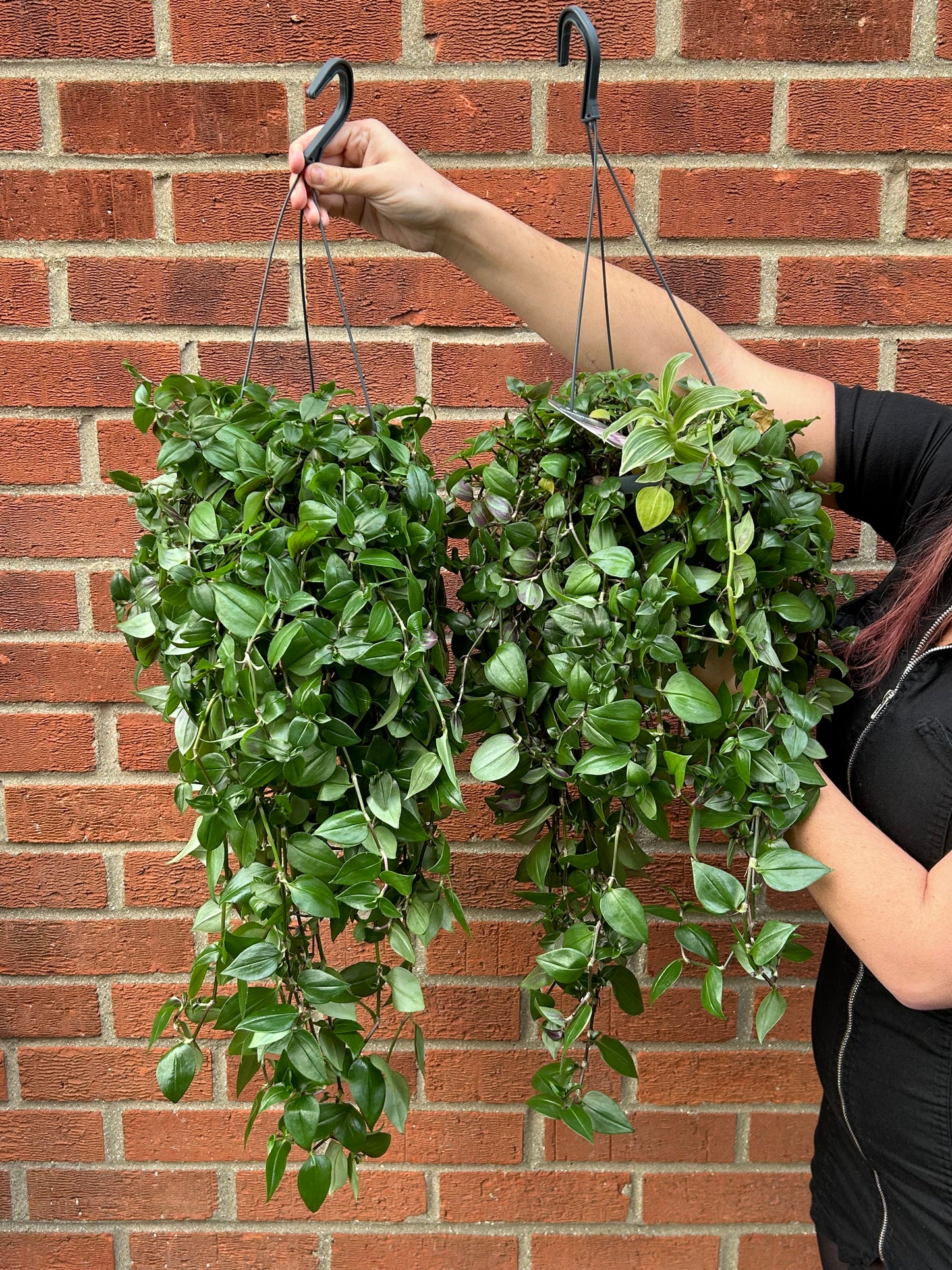 Tradescantia hanging