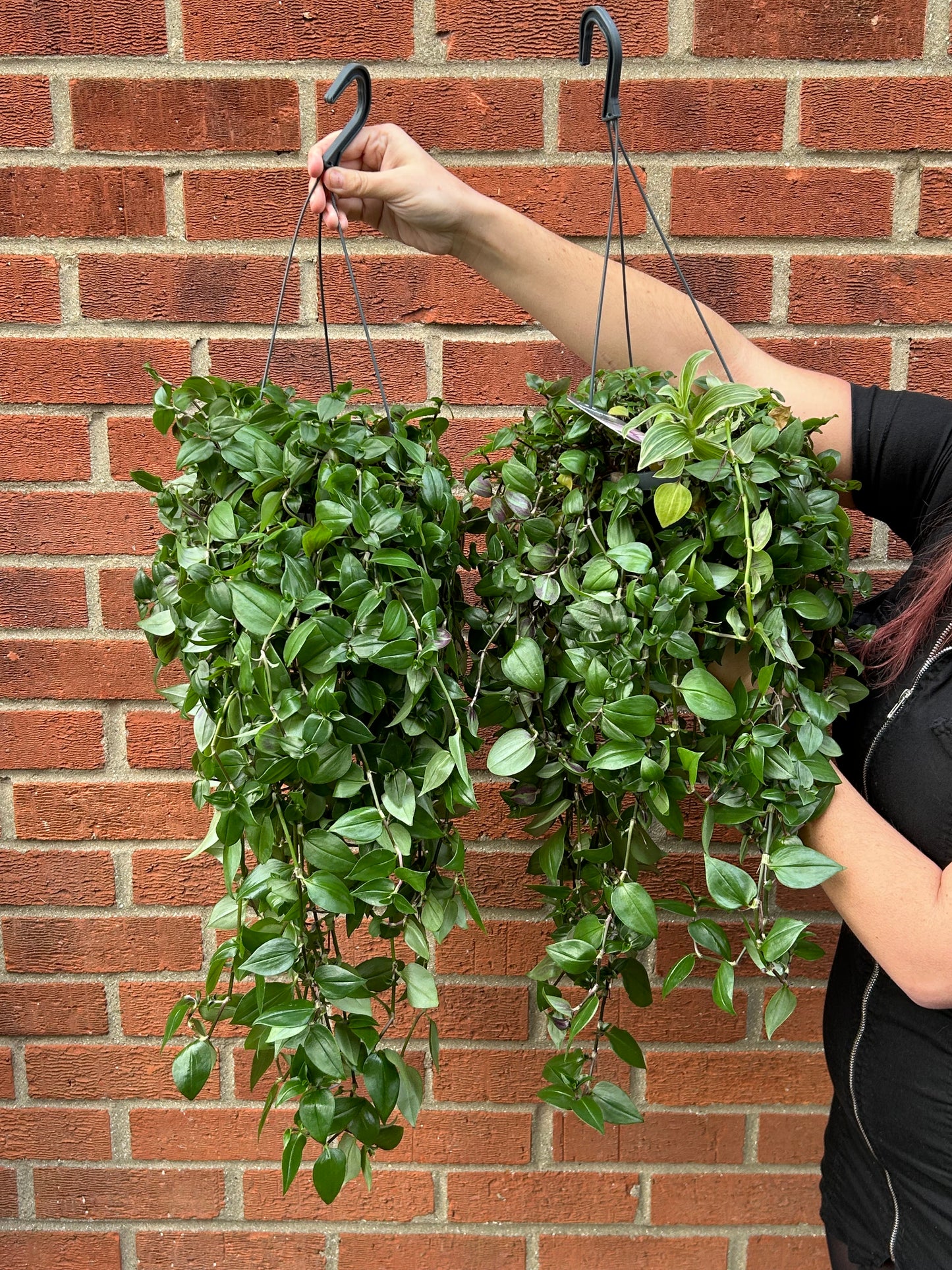 Tradescantia hanging