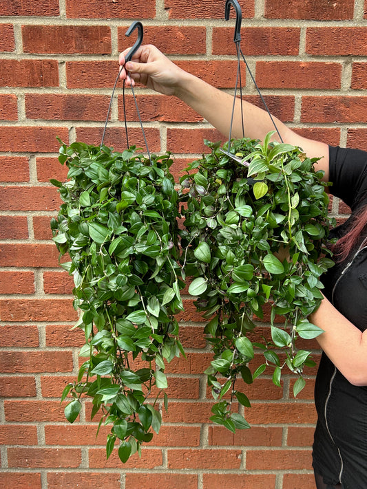 Tradescantia hanging