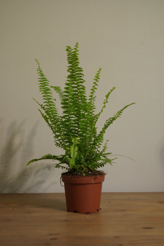 Boston Fern | Nephrolepis Exaltata Green Lady