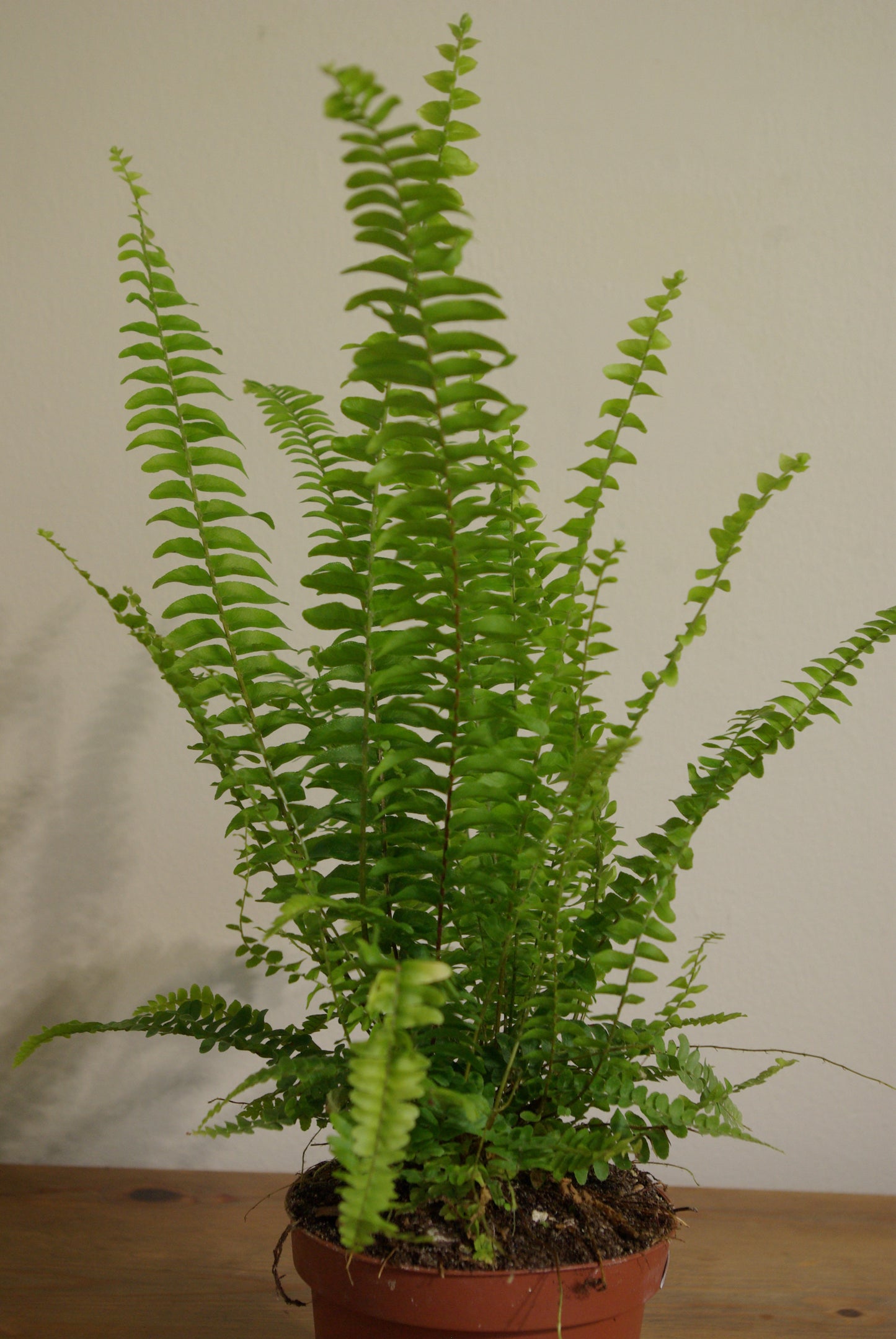 Boston Fern | Nephrolepis Exaltata Green Lady