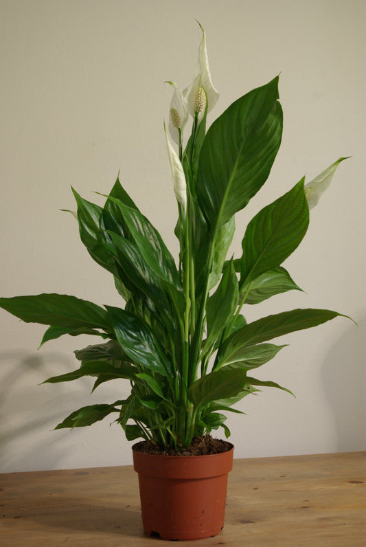 Peace Lily | Spathiphyllum