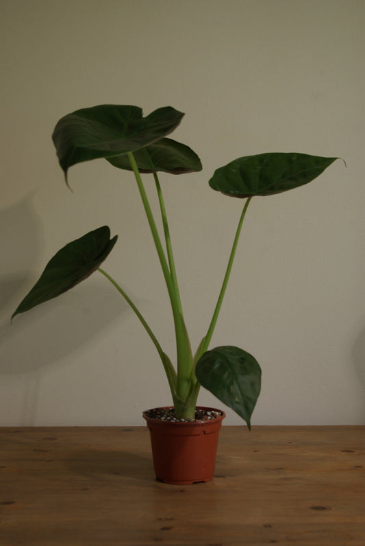 Hardy Elephant Ear | Alocasia Wentii