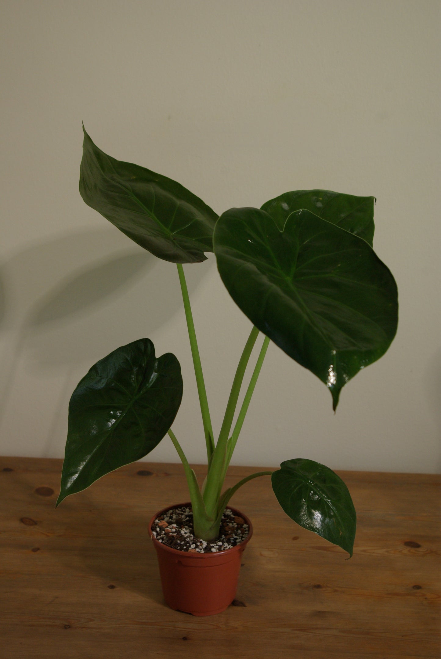 Hardy Elephant Ear | Alocasia Wentii