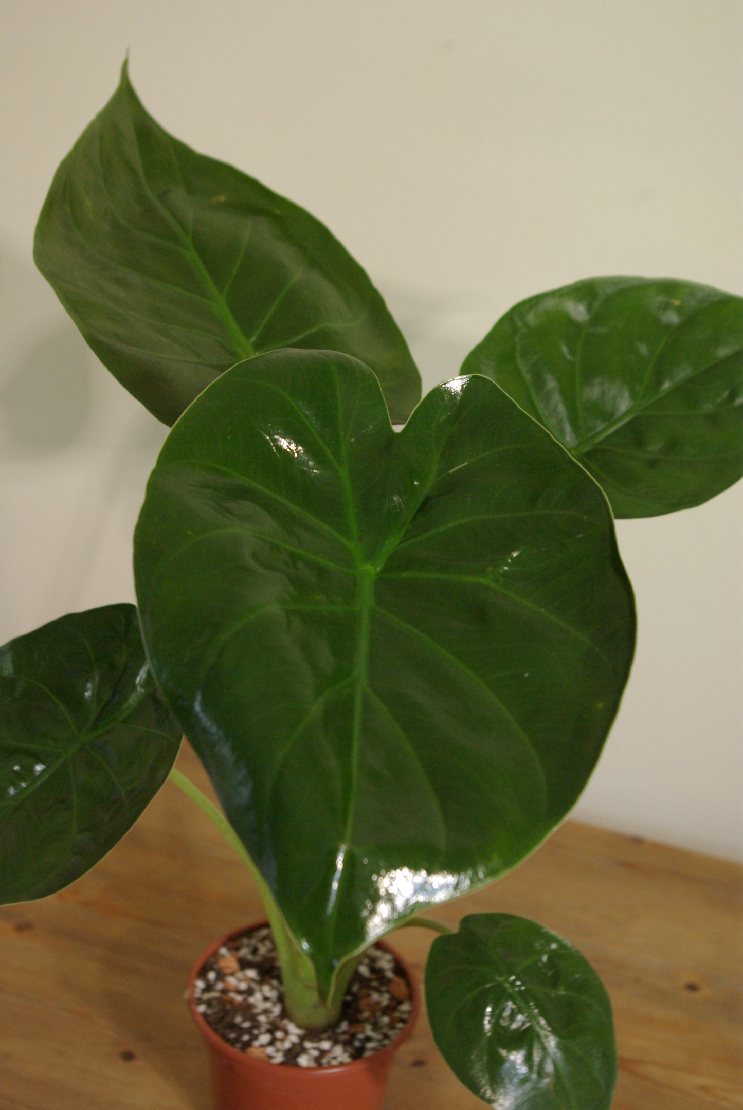 Hardy Elephant Ear | Alocasia Wentii