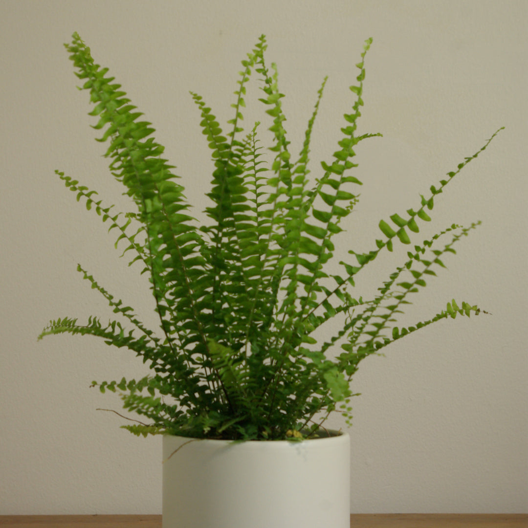 Boston Fern | Nephrolepis Exaltata Green Lady